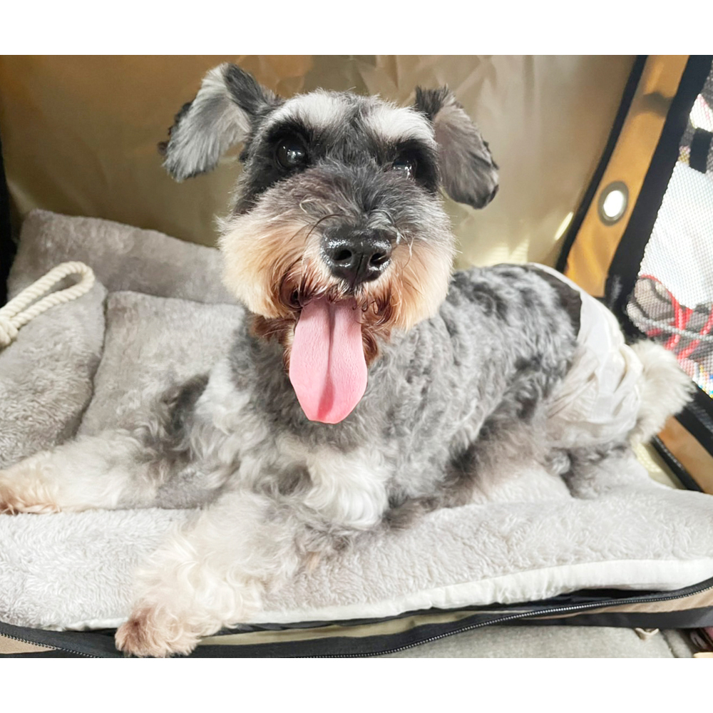 卒業犬ジャンプちゃんの近況☆